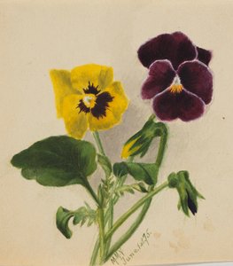 無題のパンジー」1875年 作： Mary Vaux Walcott