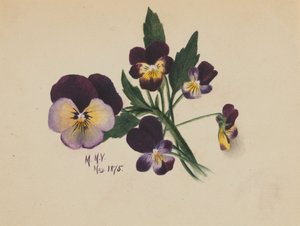 無題のパンジー」1875年 作： Mary Vaux Walcott