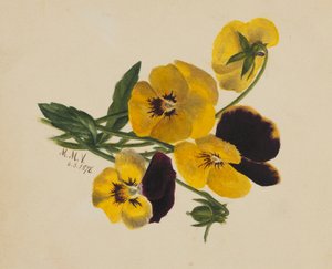 無題のパンジー」1876年 作： Mary Vaux Walcott