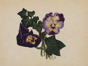 無題のパンジーとアイビー、1876 年。 作： Mary Vaux Walcott