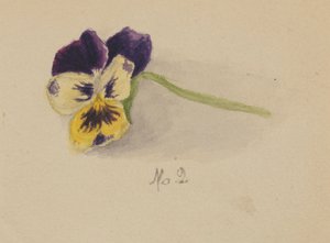 無題のパンジー」1872年 作： Mary Vaux Walcott