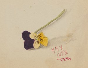 無題のパンジー」1873年 作： Mary Vaux Walcott