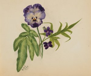 無題のパンジー、1876年。 作： Mary Vaux Walcott
