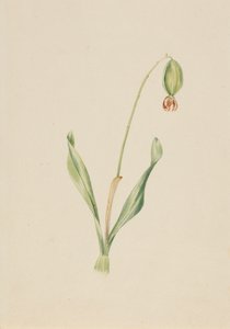 無題の植物図鑑 1930年代前半頃 作： Mary Vaux Walcott