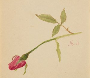 無題のバラ、1872年。 作： Mary Vaux Walcott