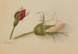 無題のバラの花」1874年