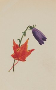 無題、1876年頃。 作： Mary Vaux Walcott