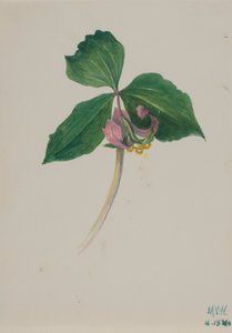 無題、1920年頃 作： Mary Vaux Walcott