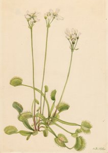 ハエトリグサ Dionaea muscipula、1918 年。 作： Mary Vaux Walcott