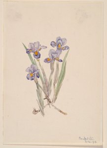 ヴァーナル・アイリス (Iris verna) 作： Mary Vaux Walcott