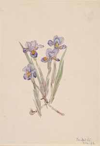 ヴァーナル・アイリス Iris verna, 1918. 作： Mary Vaux Walcott