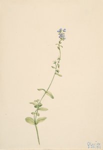 Veronica serpyllifolia, 1911. 作： Mary Vaux Walcott