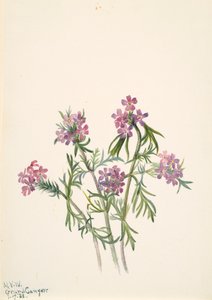 Vervain Verbena wrightii, 1938.