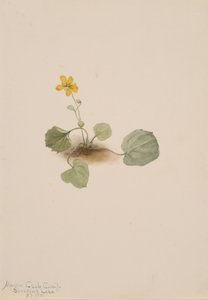 スミレ、1911年。 作： Mary Vaux Walcott