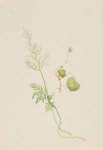 Viola palustris, ca.1917-1918. 作： Mary Vaux Walcott