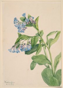 バージニアブルーベル 作： Mary Vaux Walcott