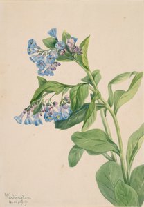 バージニア ブルーベル マーテンシア バージニカ、1919 年。 作： Mary Vaux Walcott