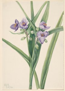 バージニア・スパイダーワート Tradescantia virginiana, 1920. 作： Mary Vaux Walcott