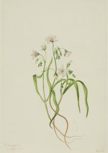 バージニア・スプリングビューティ Claytonia virginica, 1919. 作： Mary Vaux Walcott