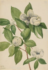 バージニア・スチュワーティア（Stewartia malachodendron） 作： Mary Vaux Walcott