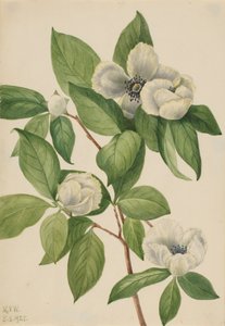 バージニア・ステワーティア・ステワーティア・マラコデンドロン、1925年。 作： Mary Vaux Walcott