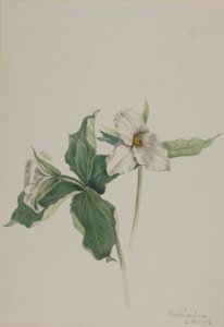 ウェイクロビン（Trillium grandiflorum）