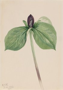 Wak-Robin Trillium sessile, 1920. 作： Mary Vaux Walcott