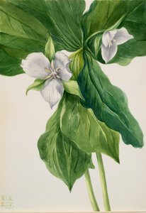ウェイク ロビン トリリウムの直喩、1939 年。 作： Mary Vaux Walcott