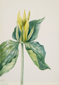 Wak-Robin Trillium underwoodii, 1937. 作： Mary Vaux Walcott