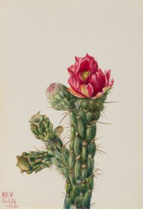 ウォーキングスティック・チョラ（Opuntia imbricata） 作： メアリーヴォーウォルコット