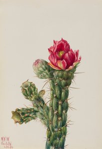 Walkingstick Cholla Opuntia imbricata, 1934. 作： Mary Vaux Walcott