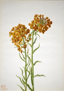 ウォールフラワー Erysimum wheeleri、1937年。 作： Mary Vaux Walcott