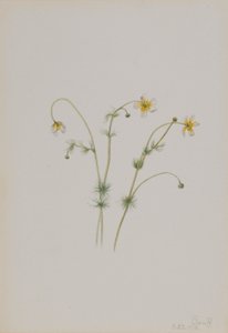 ウォーター・クロウフット（Batrachium trichophyllum） 作： メアリーヴォーウォルコット