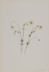 ウォータークロウフット Batrachium trichophyllum, 1918. 作： Mary Vaux Walcott