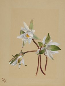睡蓮 作： Mary Vaux Walcott