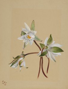 睡蓮 Castalia odorata, 1879. 作： Mary Vaux Walcott