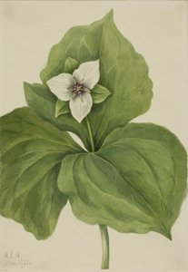 ワックス・トリリウム Trillium album, 1921. 作： Mary Vaux Walcott