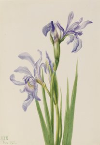 西洋の青い旗 Iris missouriensis, 1933. 作： Mary Vaux Walcott