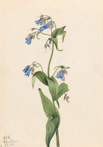 ウエスタン ブルーベル Mertensia paniculata、1920 年。 作： Mary Vaux Walcott