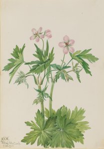 ウェスタン・クレーンズビル Geranium viscosissimum, 1925. 作： Mary Vaux Walcott