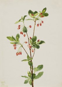Western Menziesia Menziesia glabella, 1924. 作： Mary Vaux Walcott