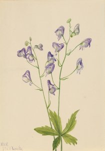 Western Monkshood Aconitum columbianum, 1933. 作： Mary Vaux Walcott