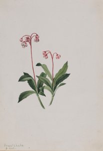 ウェスタン・ピプシセワ（Chimaphila umbellata） 作： メアリーヴォーウォルコット