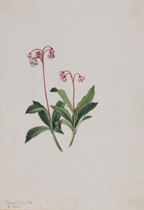 Western Pipsissewa Chimaphila umbellata, 1902. 作： Mary Vaux Walcott