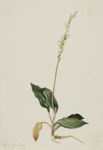 Western Rattlesnake Plantain Peranium decipiens, 1905. 作： Mary Vaux Walcott