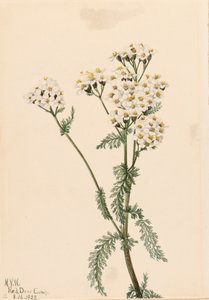 Western Yarrow Achillea lanulosa, 1922. 作： Mary Vaux Walcott