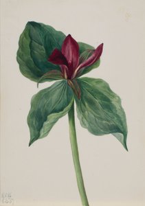 ホイッパーウィルの花（トリリウムH.） 作： Mary Vaux Walcott