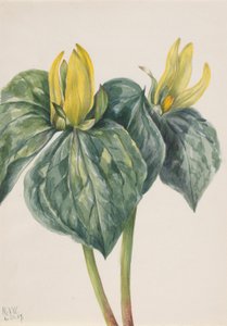 ホイッパーウィルの花（Trillium hugeri） 作： Mary Vaux Walcott