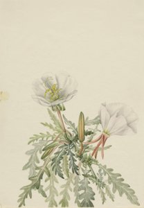 White Dawnrose Pachyloplus marginatus, n.d. 作： Mary Vaux Walcott