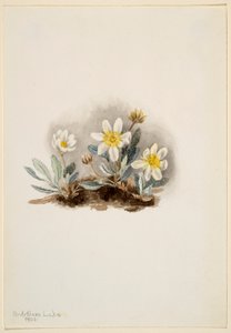 ホワイト・ドライヤード（Dryas octopetala） 作： メアリーヴォーウォルコット